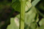 Cutleaf groundcherry